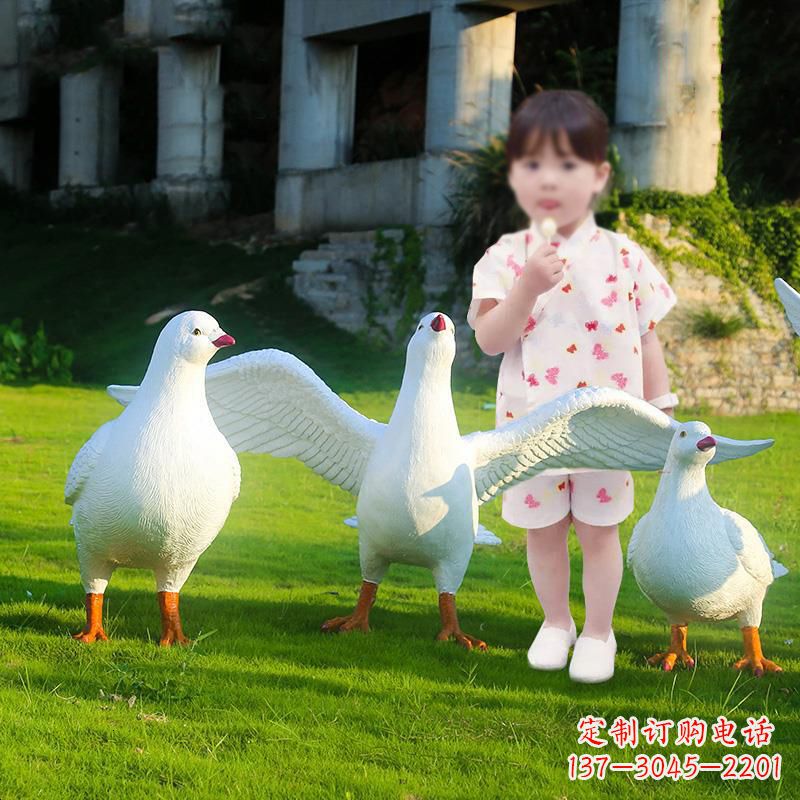 宜宾和平鸽唤醒内心的宁静