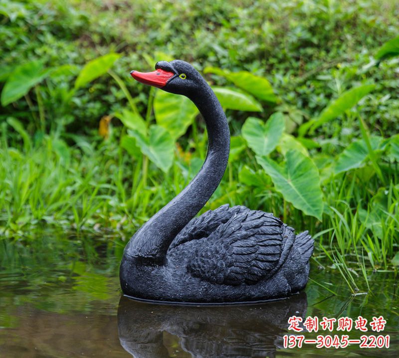 宜宾黑天鹅婉约鱼尾,完美呈现园林水塘水景